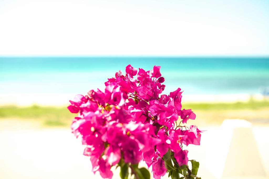 Bouganvillia Homes Nikiti  Bagian luar foto